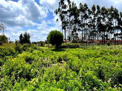 Prime Half Acre Land for Sale in Limuru, Kamandura. - Image 1