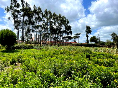 Prime Half Acre Land for Sale in Limuru, Kamandura. - Image 6