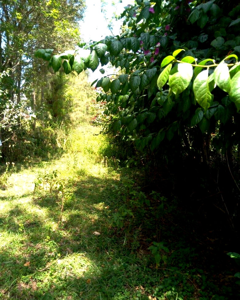 Garden Plot in Kiserian