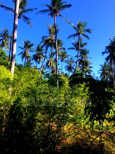 A Quarter an Acre Land at Dongokundu in Watamu - Image 3