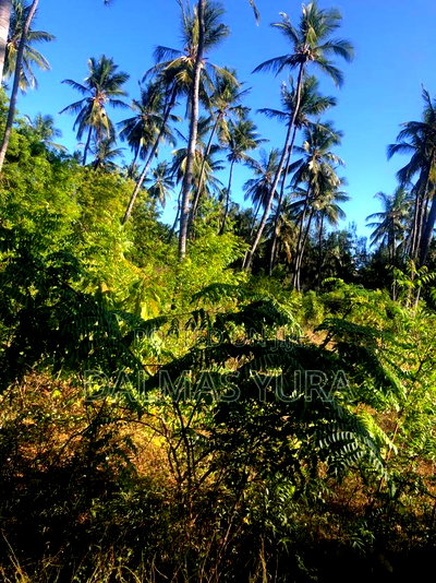 A Quarter an Acre Land at Dongokundu in Watamu - Image 2
