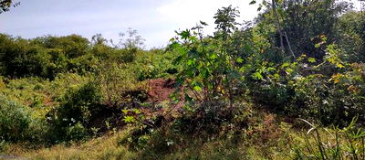 Embu ,Kiambere 13.5 Acres Agricultural Farmland. - Image 9