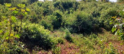 Embu ,Kiambere 13.5 Acres Agricultural Farmland. - Image 7