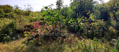 Embu ,Kiambere 13.5 Acres Agricultural Farmland. - Image 10