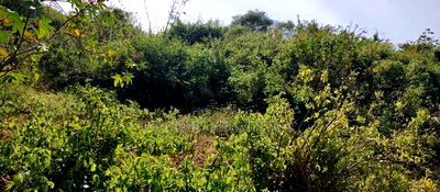 Embu ,Kiambere 13.5 Acres Agricultural Farmland. - Image 6