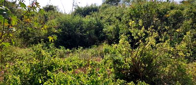 Embu ,Kiambere 13.5 Acres Agricultural Farmland. - Image 4