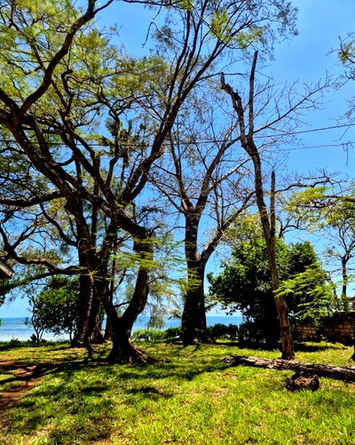 Beachfront Land with Garden