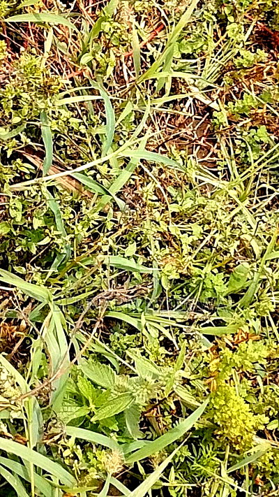 Nagum Eburru Gilgil 5 Acres - Image 11