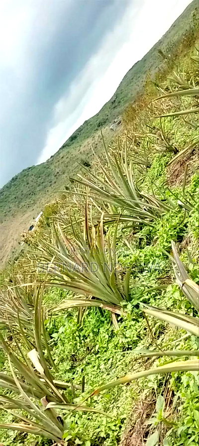 Nagum Eburru Gilgil 5 Acres - Image 2