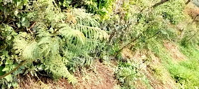 Nagum Eburru Gilgil 5 Acres - Image 7