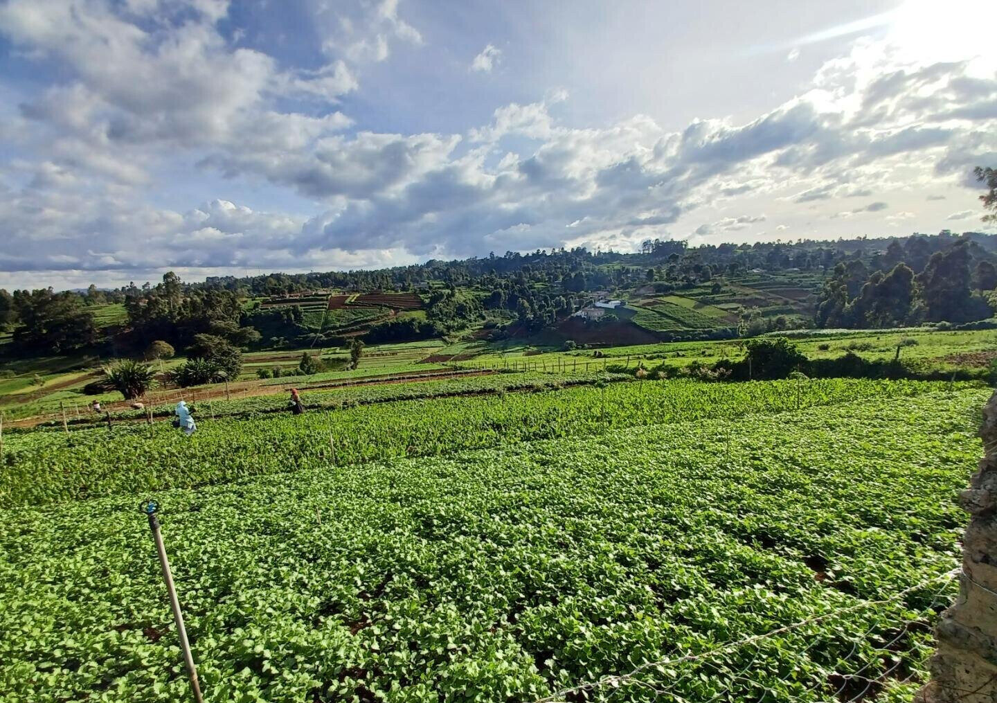 2-Acre Farm with Garden for Rent at KSh 120K