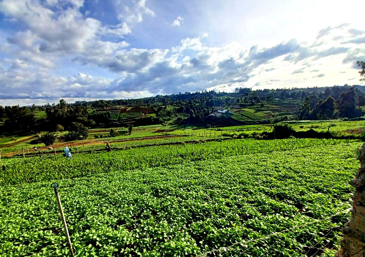 2-Acre Farm with Garden for Rent at KSh 120K