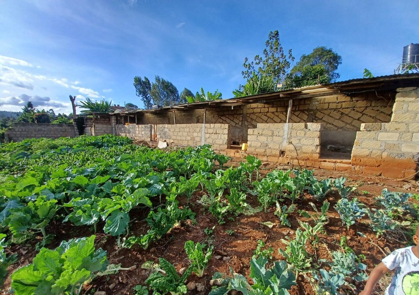 2-Acre Farm with Garden for Rent at KSh 120K