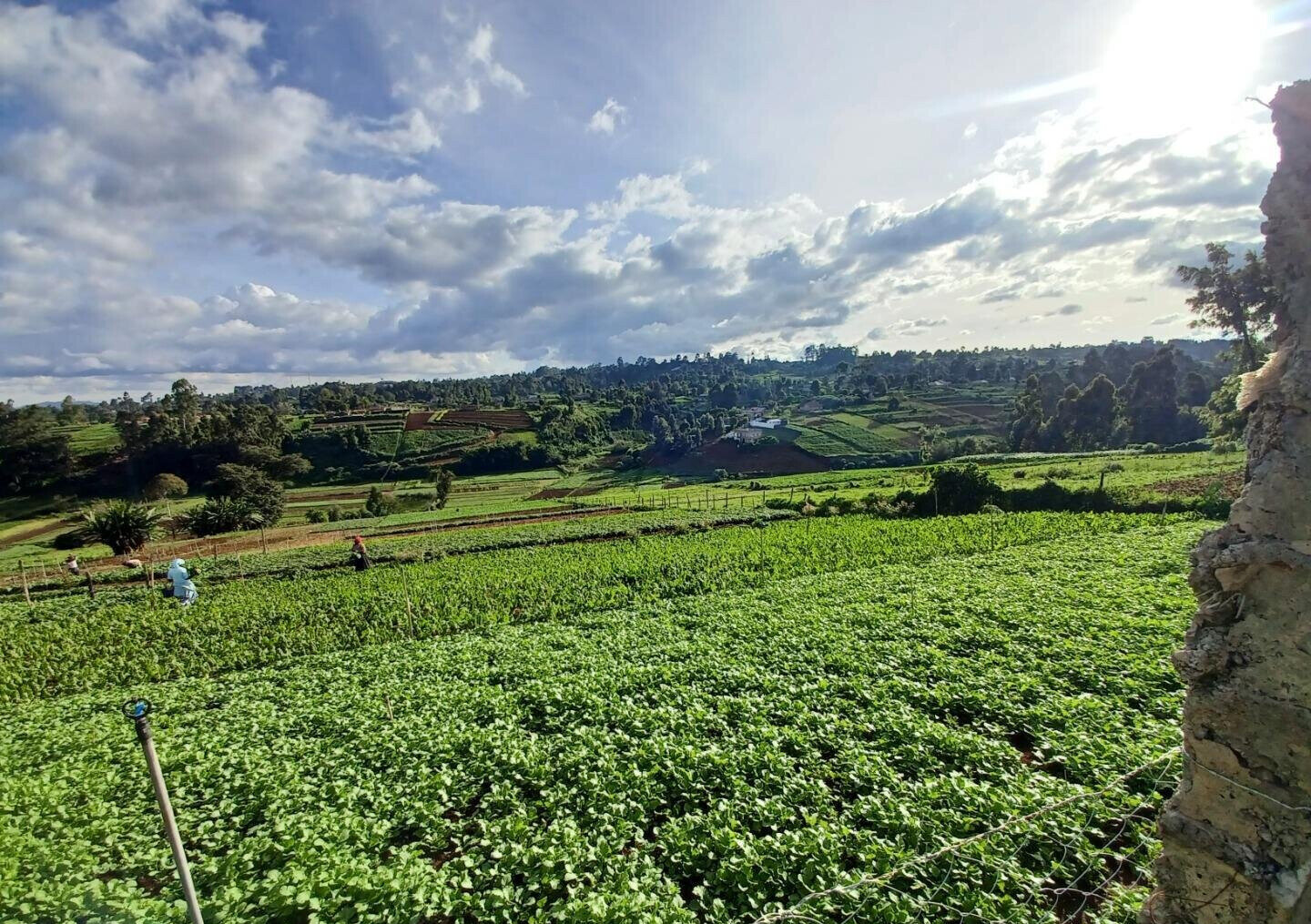 2-Acre Farm with Garden for Rent at KSh 120K