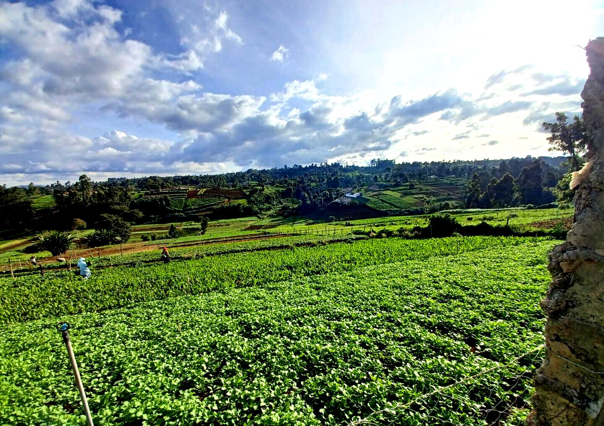 2-Acre Farm with Garden for Rent at KSh 120K