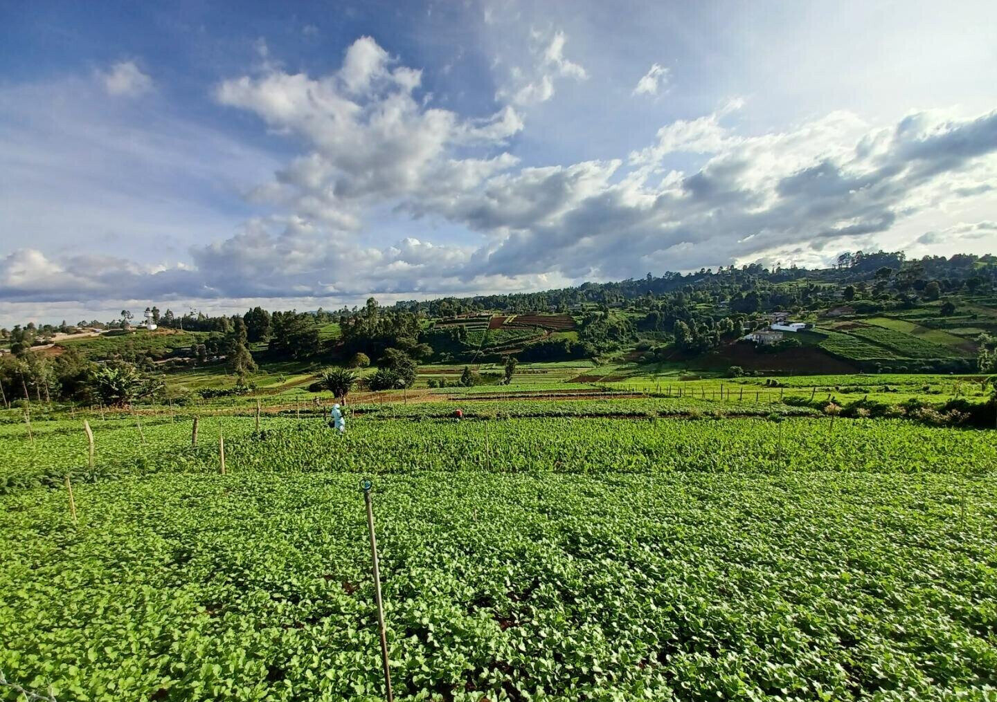 2-Acre Farm with Garden for Rent at KSh 120K
