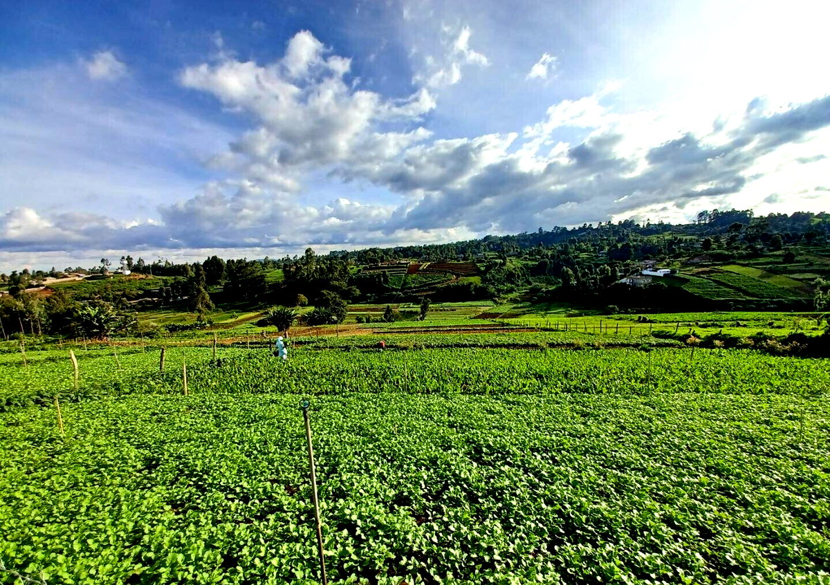 2-Acre Farm with Garden for Rent at KSh 120K