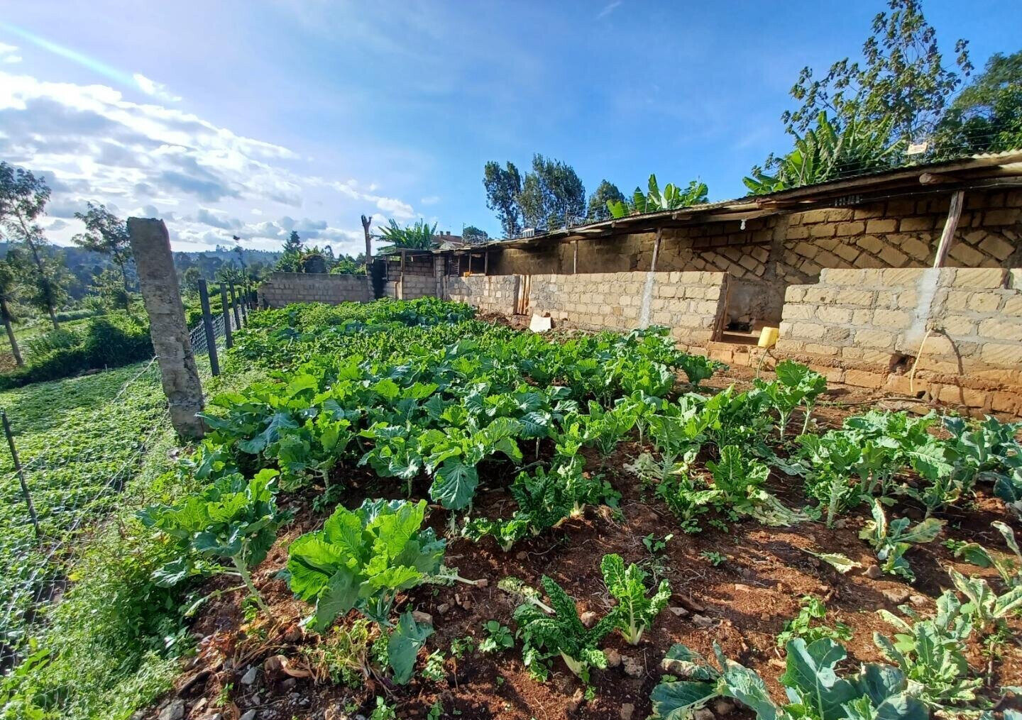 2-Acre Farm with Garden for Rent at KSh 120K