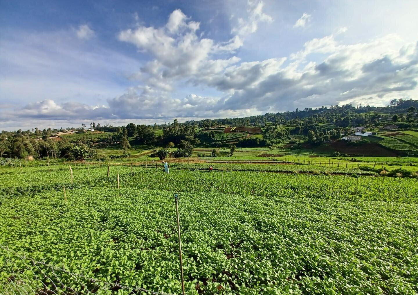 2-Acre Farm with Garden for Rent at KSh 120K