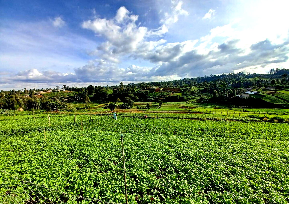 2-Acre Farm with Garden for Rent at KSh 120K