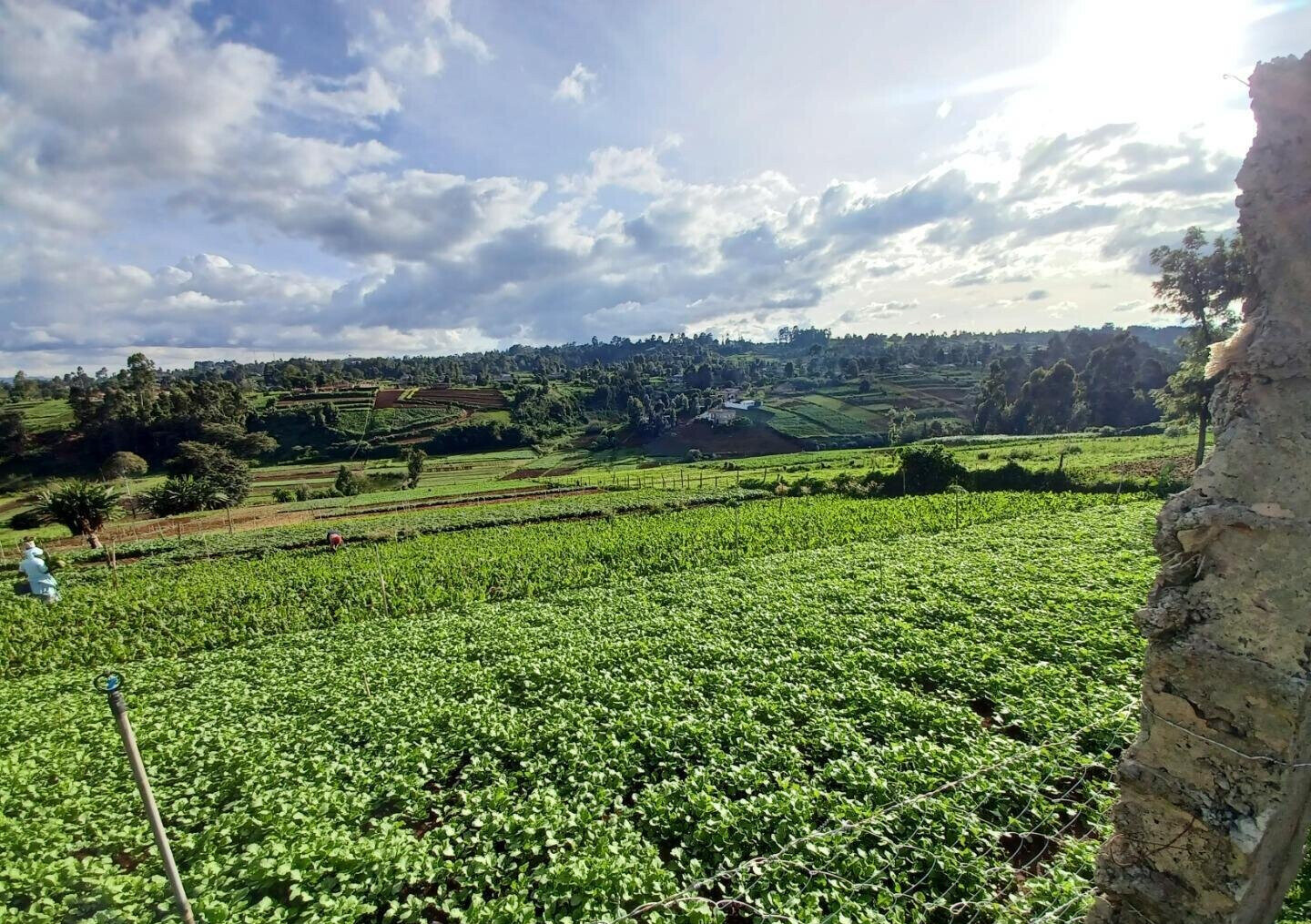2-Acre Farm with Garden for Rent at KSh 120K