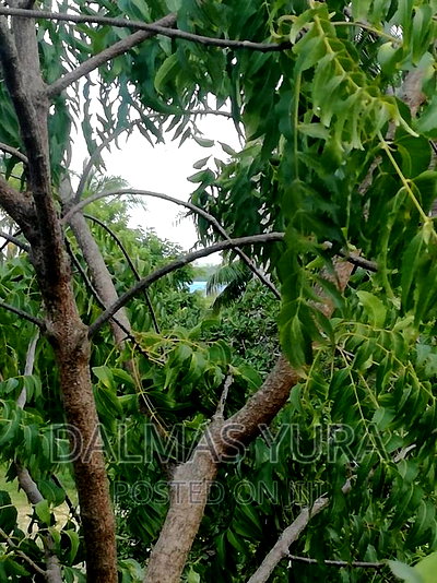 3/4 of an Acre at Dongokundu in Watamu - Image 2