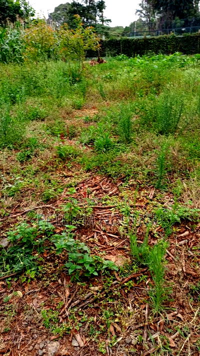 Prime Commercial Land 1.5 Acres, Ridgeways - Image 4