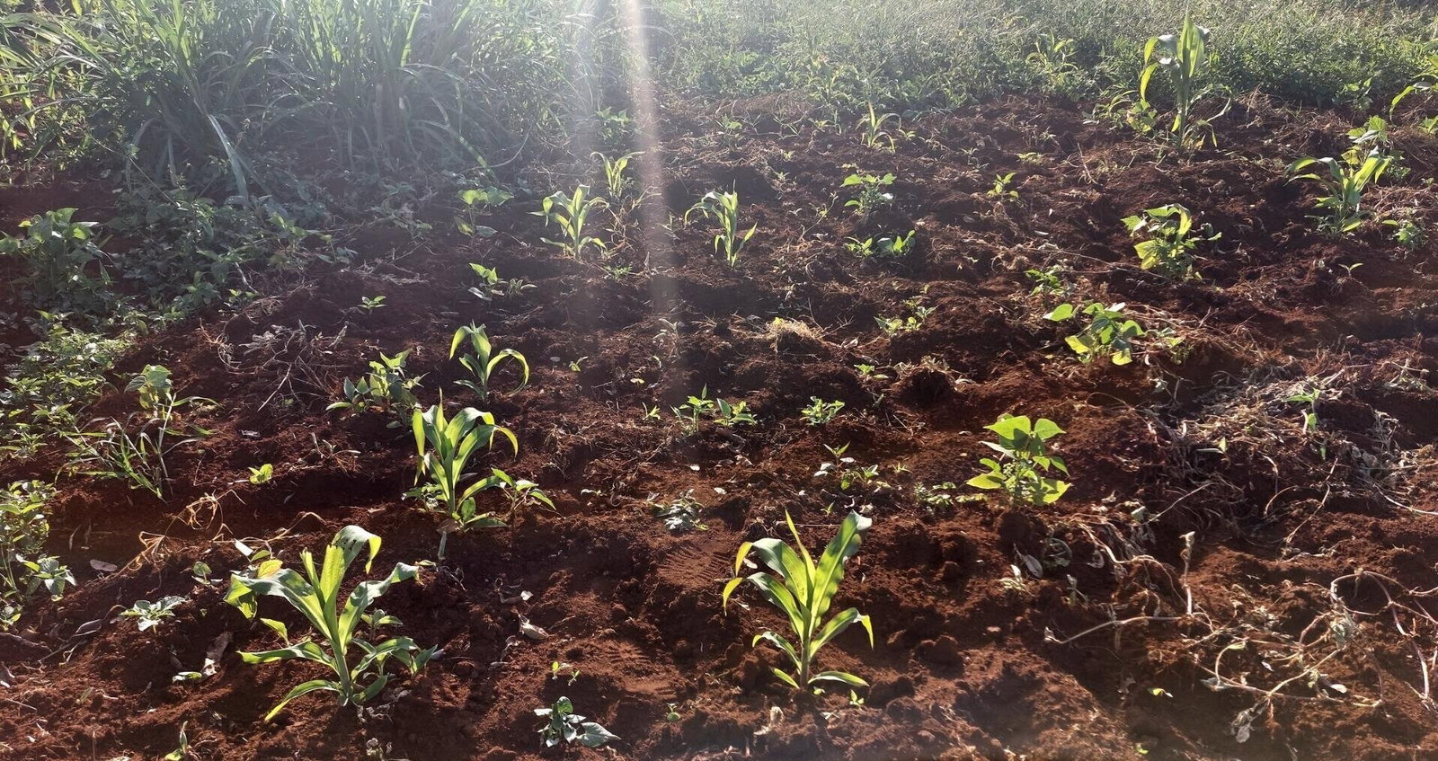 Half Acre Garden Plot in Karen
