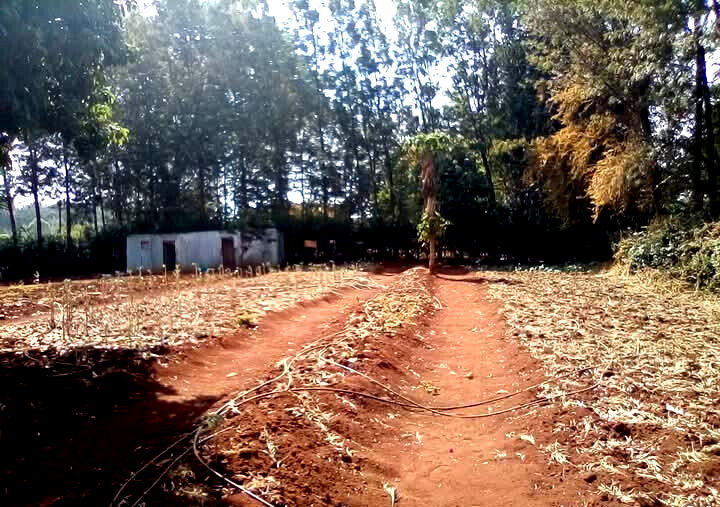 Kitisuru 0.5-Acre Plot at KSh 50M