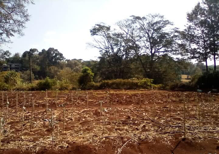 Kitisuru 0.5-Acre Plot at KSh 50M