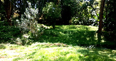 0.44 Acre Plot in Spring Valley