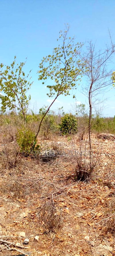 1/2 Acre Plot on 3rd Row in Galu Beach - Image 4