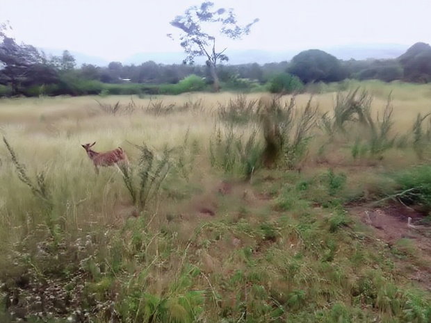Makuyu Mananja