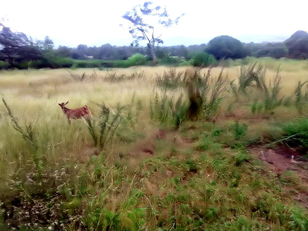 Makuyu Mananja