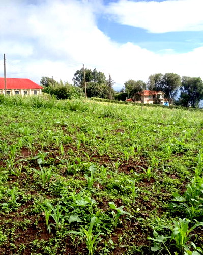 6.5-Acre Land in Kiambu