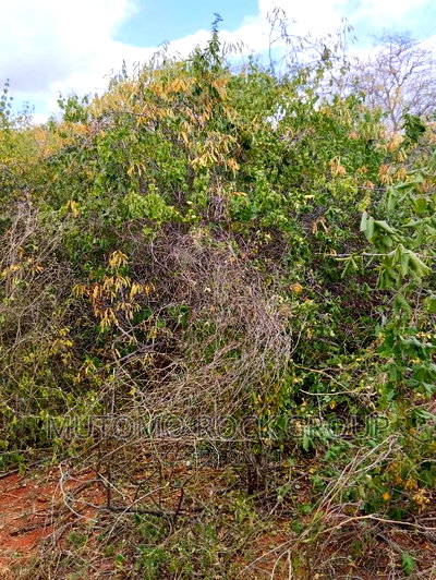 130acres for Sale With Title Deed - Image 2