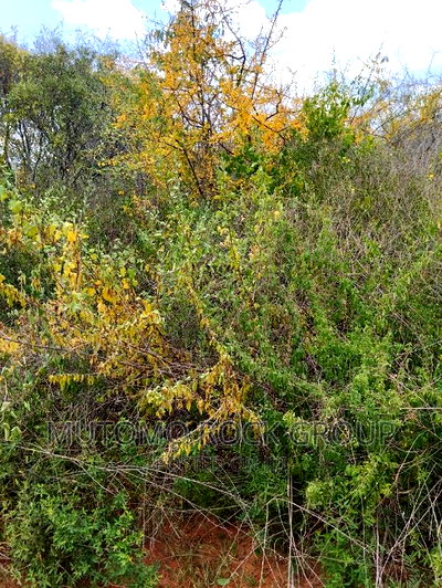 130acres for Sale With Title Deed - Image 5