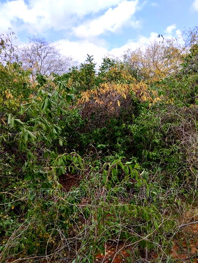 130acres for Sale With Title Deed - Image 3