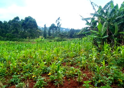 Quarter Acre in Kibiku at KSh 6.5M