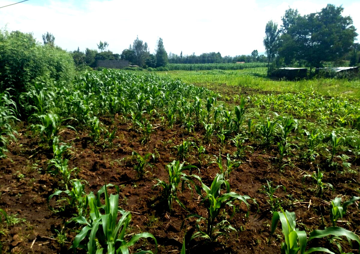 1-Acre Plot for KSh 4.6M in Lanet