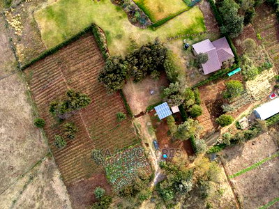 Scenic Prime 1/8 Kibiko(Lemiso) at 3.5m - Image 1