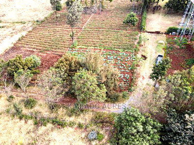 Scenic Prime 1/8 Kibiko(Lemiso) at 3.5m - Image 7