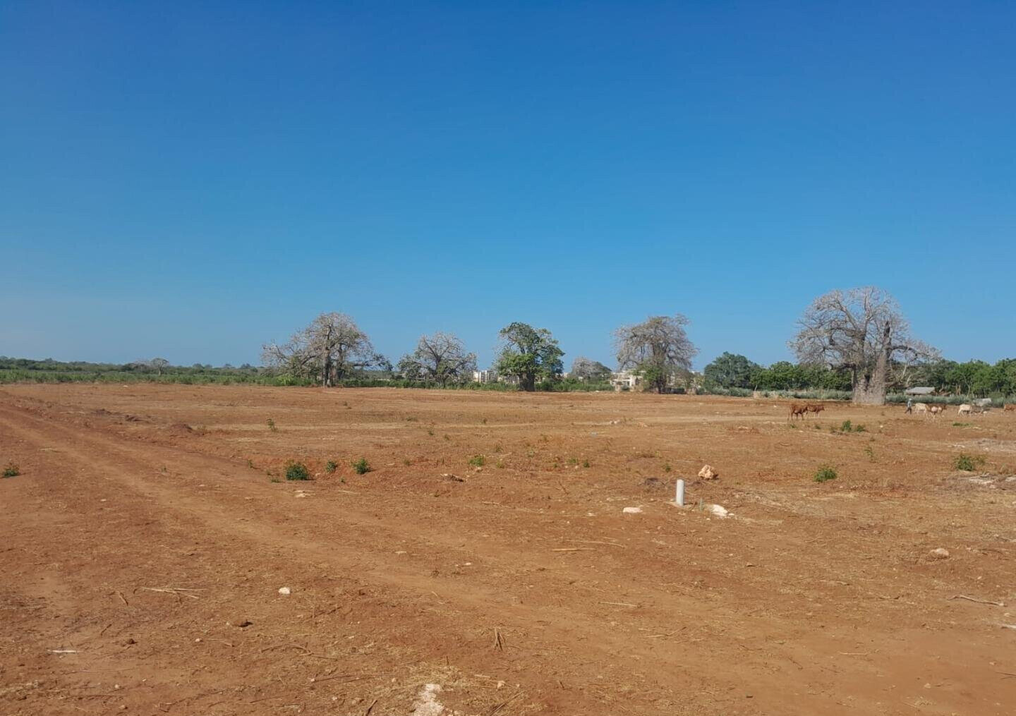 Quarter Acre Plot in Vipingo for KSh 4M