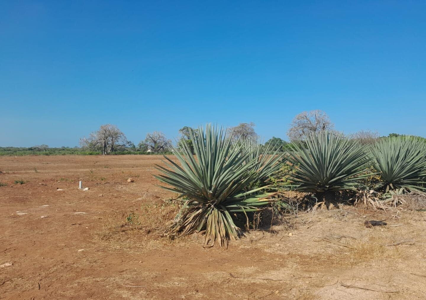 Quarter Acre Plot in Vipingo for KSh 4M