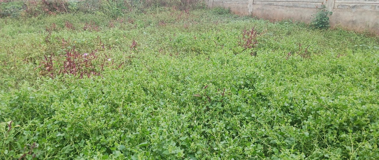 KSh 25M Plot with Borehole - Rungiri