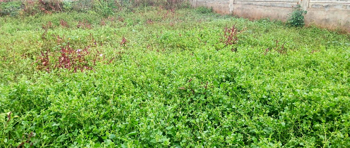 KSh 25M Plot with Borehole - Rungiri