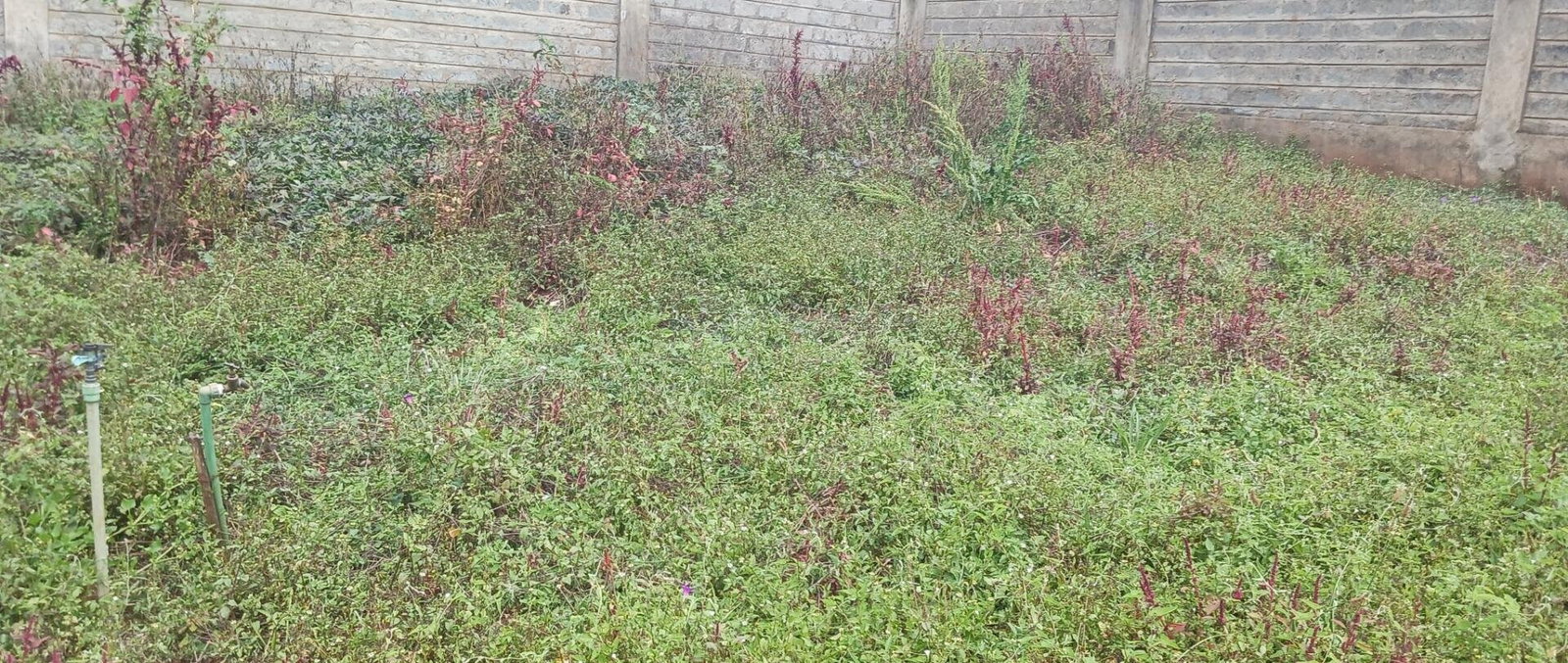 KSh 25M Plot with Borehole - Rungiri