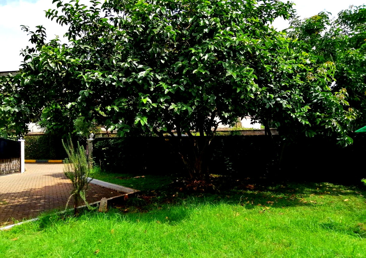 Corner Townhouse with Mature Private Garden - Lavington