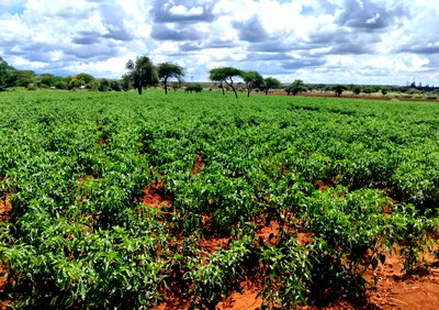18-Acre Kimana Land for KSh 16.7M