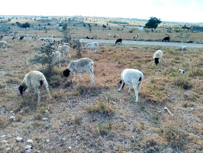 Kitengela 50x100 Plots - Image 4